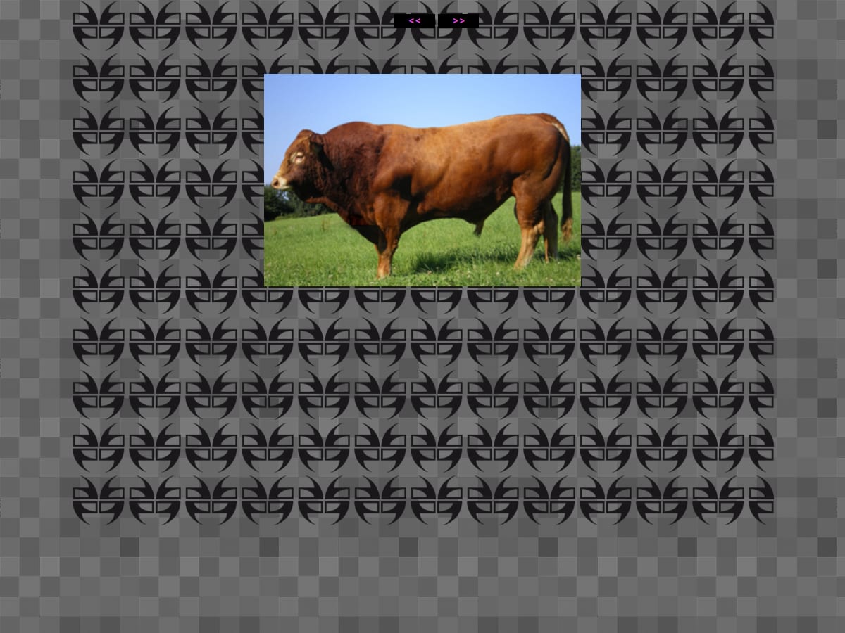 Net Art, image 5 sur 8